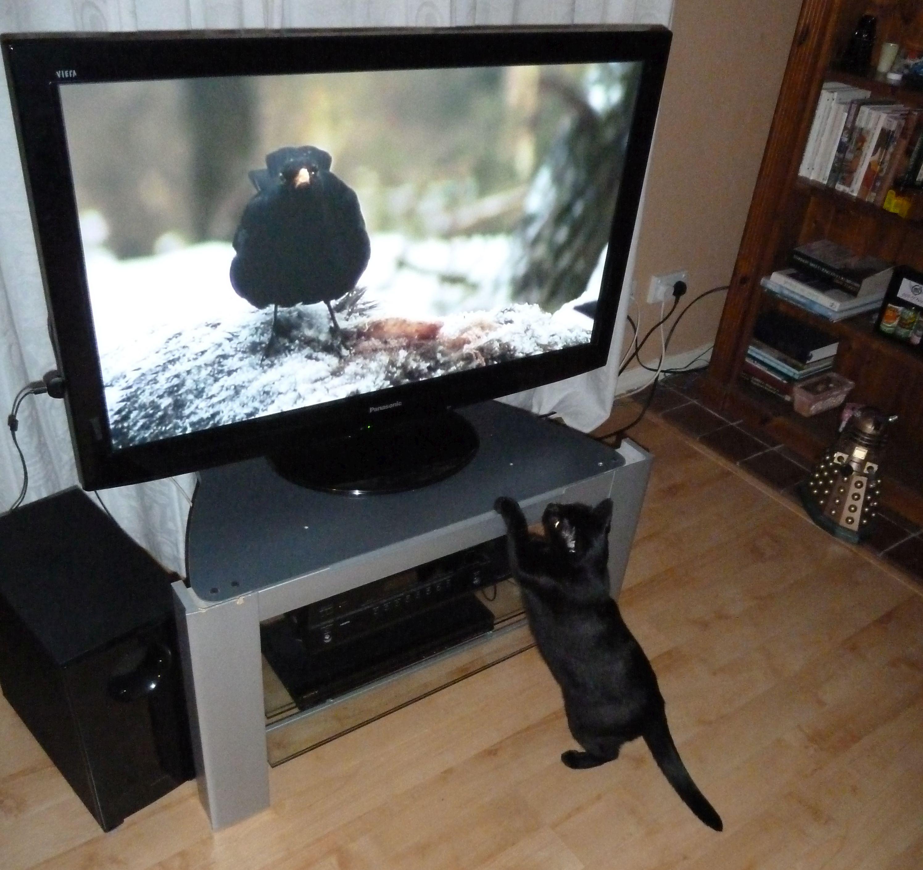 cat-watching-the-tv